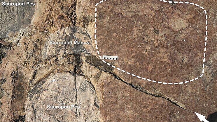 Brazilian Petroglyphs Show Potential Link to Dinosaur Footprints