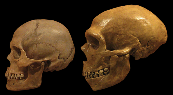 Neanderthal DNA in Modern Eurasians